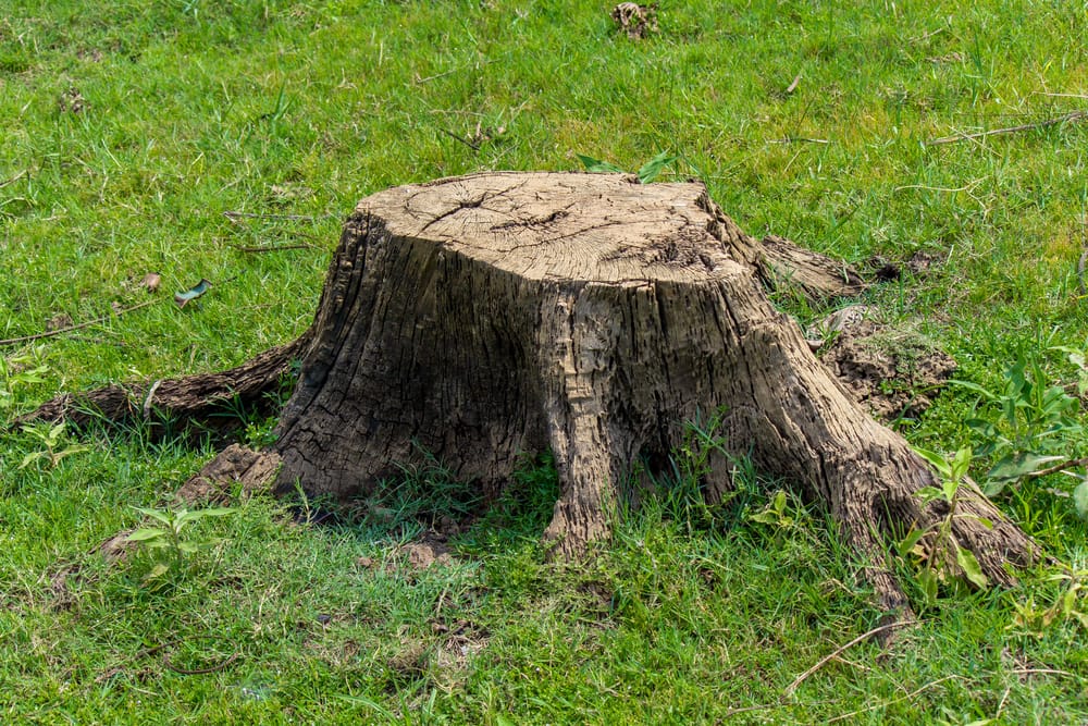 Prux abattage arbre avec déssouchage