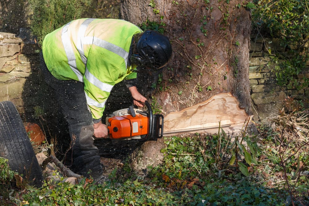 abattage arbre tarif