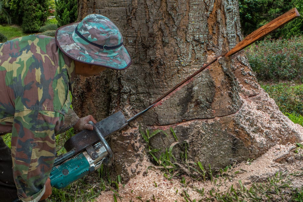 Que risque-t-on si l'on coupe un arbre sans autorisation ?