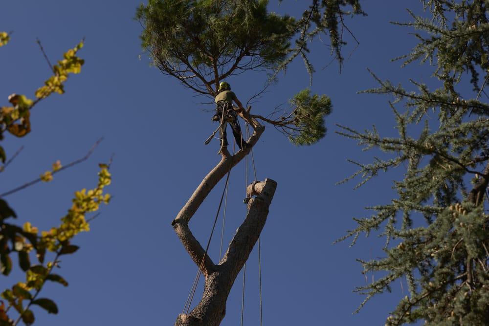 abattage d'arbre dangereux