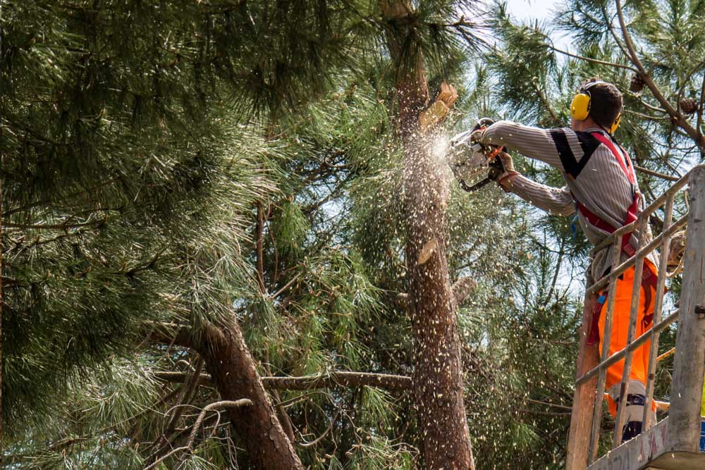 émondeur qui coupe un arbre